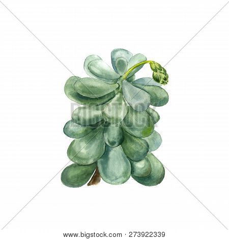 Tropical Plant Succulent Pachyphytum. Botanical Watercolor Illustration Of Succulent On White Backgr