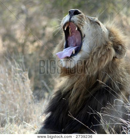 Male Lion