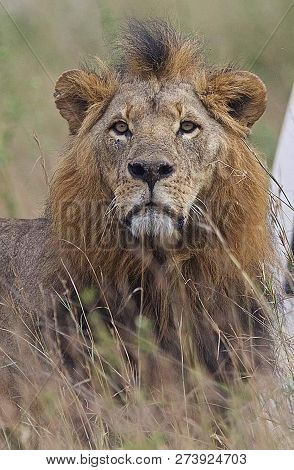 A Beautiful Big Lion With A Fluffy Mane And Big Eyes
 