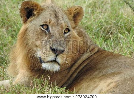 A Beautiful Big Lion With A Fluffy Mane And Big Eyes
 