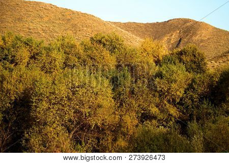 Cottonwood Trees Changing Colors During Autumn With Barren Hills Beyond Taken At A Riparian Plain In