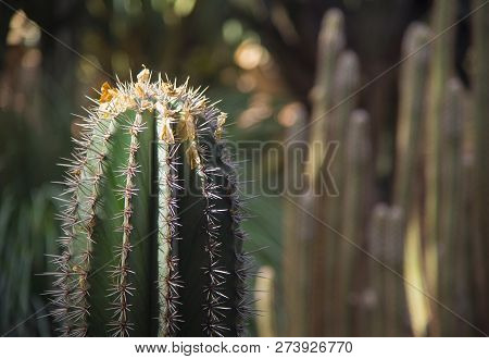 Cactus Among The Sun Glare. Anather Kind Of Cactus Is Seen In Background.
