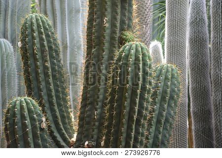 Cactus Among The Sun Glare. Anather Kind Of Cactus Is Seen In Background.