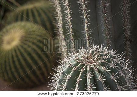 Cactus Among The Sun Glare. Anather Kind Of Cactus Is Seen In Background.