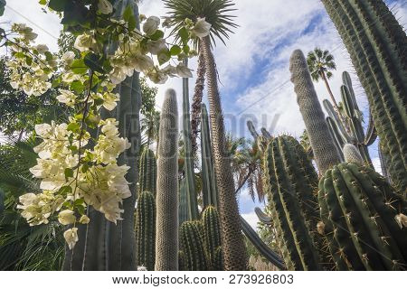 Cactus Among The Sun Glare. Anather Kind Of Cactus Is Seen In Background.