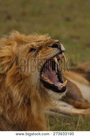 A Beautiful Big Lion With A Fluffy Mane And Big Eyes
 