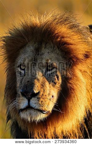 A Beautiful Big Lion With A Fluffy Mane And Big Eyes
 