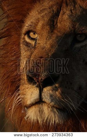 A Beautiful Big Lion With A Fluffy Mane And Big Eyes
 