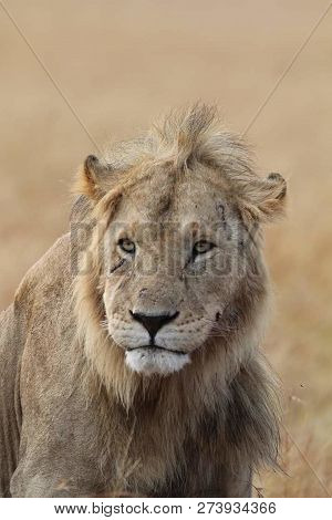A Beautiful Big Lion With A Fluffy Mane And Big Eyes
 