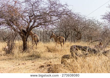 Red Hartebeest Standing In The Bushveld Enjoying The Sun