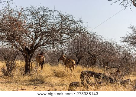 Red Hartebeest Standing Behind A Bushveld Tree