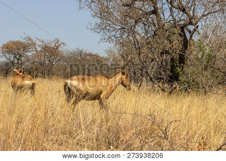 Red Hartebeest Standing In The Long Grass