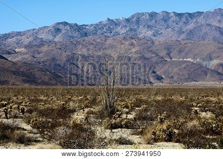 Cholla And Ocotillo Cactus Besides The Creosote Plant Taken On A Rural Arid Valley Surrounded By Mou