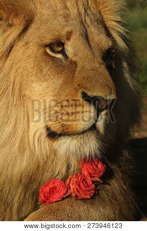 A Beautiful Big Lion With A Fluffy Mane And Big Eyes
 