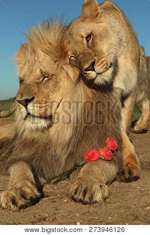 A Beautiful Big Lion With A Fluffy Mane And Big Eyes
 