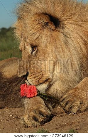 A Beautiful Big Lion With A Fluffy Mane And Big Eyes
 