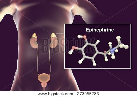Epinephrine Hormone Produced By Adrenal Gland, 3d Illustration. It Has Effect On Blood Pressure, Lyp