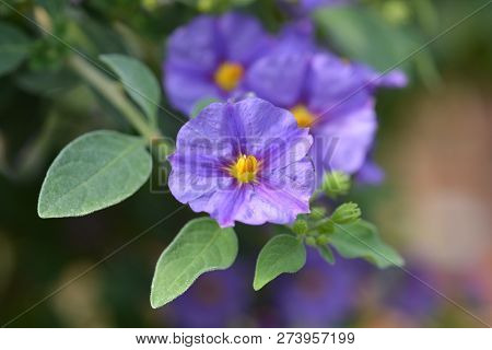 Blue Potato Bush Blue Fountain - Latin Name - Lycianthes Rantonnetii Blue Fountain (solanum Rantonne