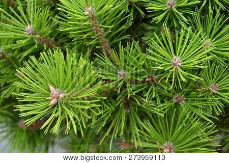 Japanese Red Pine - Latin Name - Pinus Densiflora Low Glow
