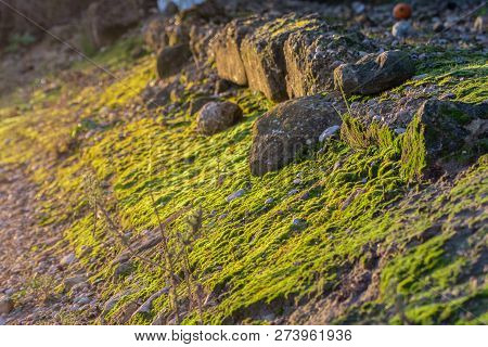 Nice Foreground Of Green Moss On Rocks, Illuminated By Sunbeams