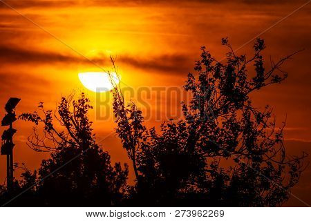 Magical Sunset Huge Golden Sun Over An Orange Sky And Some Tree Branches In The Foreground. Zoom Of 