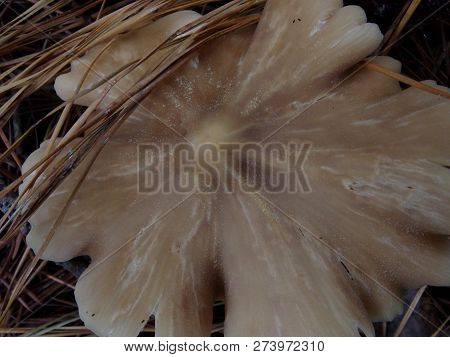 Straight-stalked Entoloma, Close-up, Top View, Curling Edges