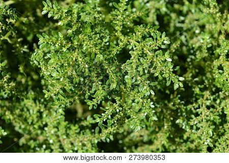 Rockweed Leaves - Latin Name - Pilea Microphylla