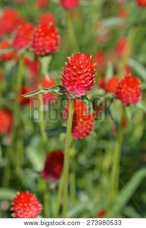 Red Globe Amaranth - Latin Name - Gomphrena Globosa Rubra