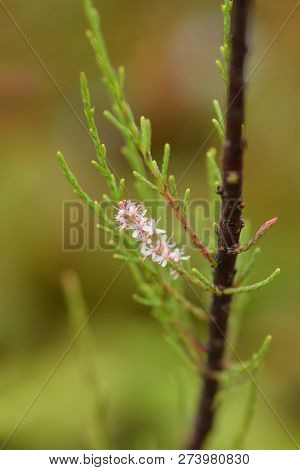 Four-stamen Tamarisk - Latin Name -tamarix Tetrandra
