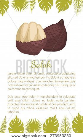 Salak Salacca Zalacca Palm Tree Exotic Juicy Fruit Vector Poster Text Sample And Palm Leaves. Tropic