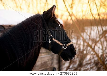 The Portrait Of The Horse Is Against A Background Of Wooden Stable In A Winter. The Black Mare Is We
