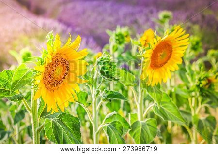 Sunflower And Lavender Field Close Up, France, Retro Toned