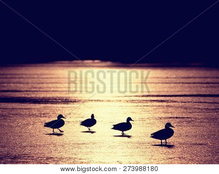 Strong Sun Rays Make Dark Silhouettes Of Ducks On Icy Waterlevel. Winter In Countryside.
