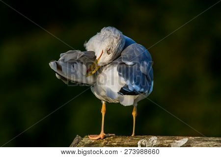 Close Up Of Seagull Standing On A Pier. Seagull On The Roof Near Kaniera Lake On A Sunny Autumn Day.