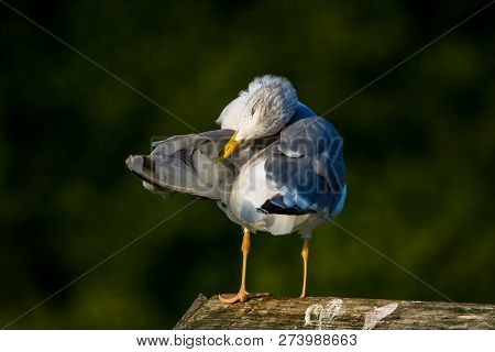 Close Up Of Seagull Standing On A Pier. Seagull On The Roof Near Kaniera Lake On A Sunny Autumn Day.