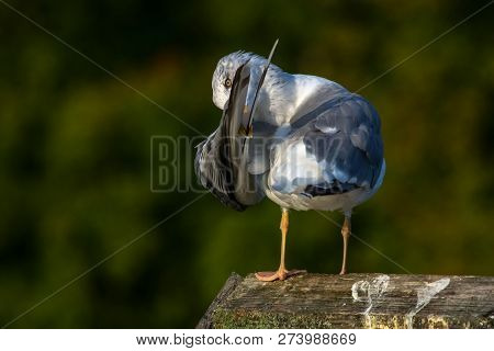 Close Up Of Seagull Standing On A Pier. Seagull On The Roof Near Kaniera Lake On A Sunny Autumn Day.