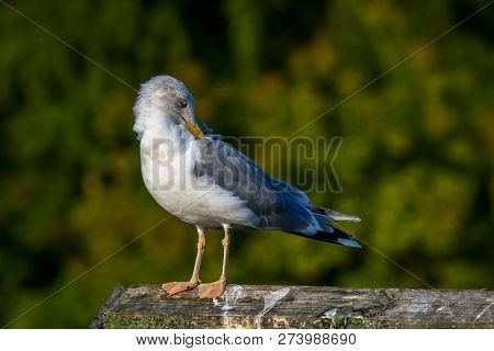 Close Up Of Seagull Standing On A Pier. Seagull On The Roof Near Kaniera Lake On A Sunny Autumn Day.