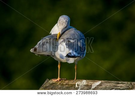 Close Up Of Seagull Standing On A Pier. Seagull On The Roof Near Kaniera Lake On A Sunny Autumn Day.