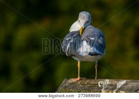 Close Up Of Seagull Standing On A Pier. Seagull On The Roof Near Kaniera Lake On A Sunny Autumn Day.