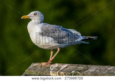 Close Up Of Seagull Standing On A Pier. Seagull On The Roof Near Kaniera Lake On A Sunny Autumn Day.