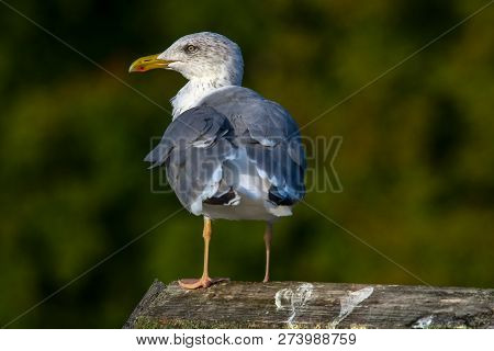 Close Up Of Seagull Standing On A Pier. Seagull On The Roof Near Kaniera Lake On A Sunny Autumn Day.