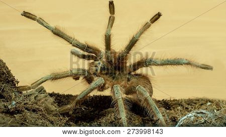 Big Brown Spider-tarantula Closeup On Light Background