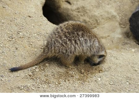 Meerkat graven een gat