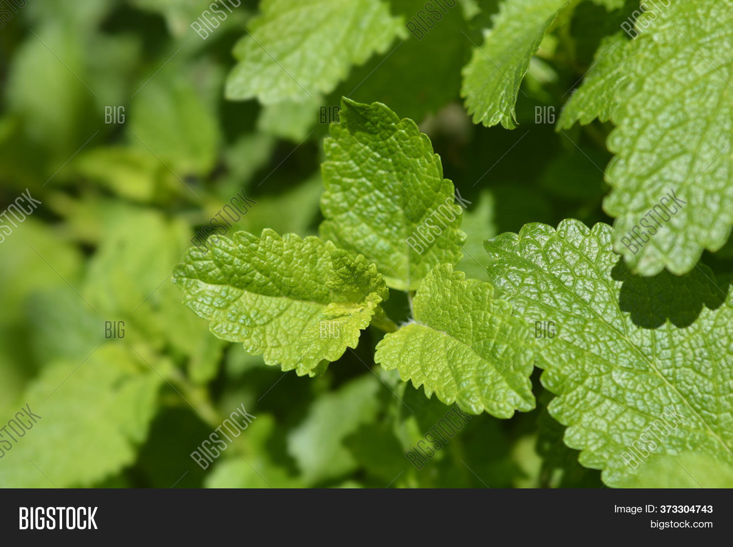 Lemon Balm Leaves Image & Photo (Free Trial) Bigstock