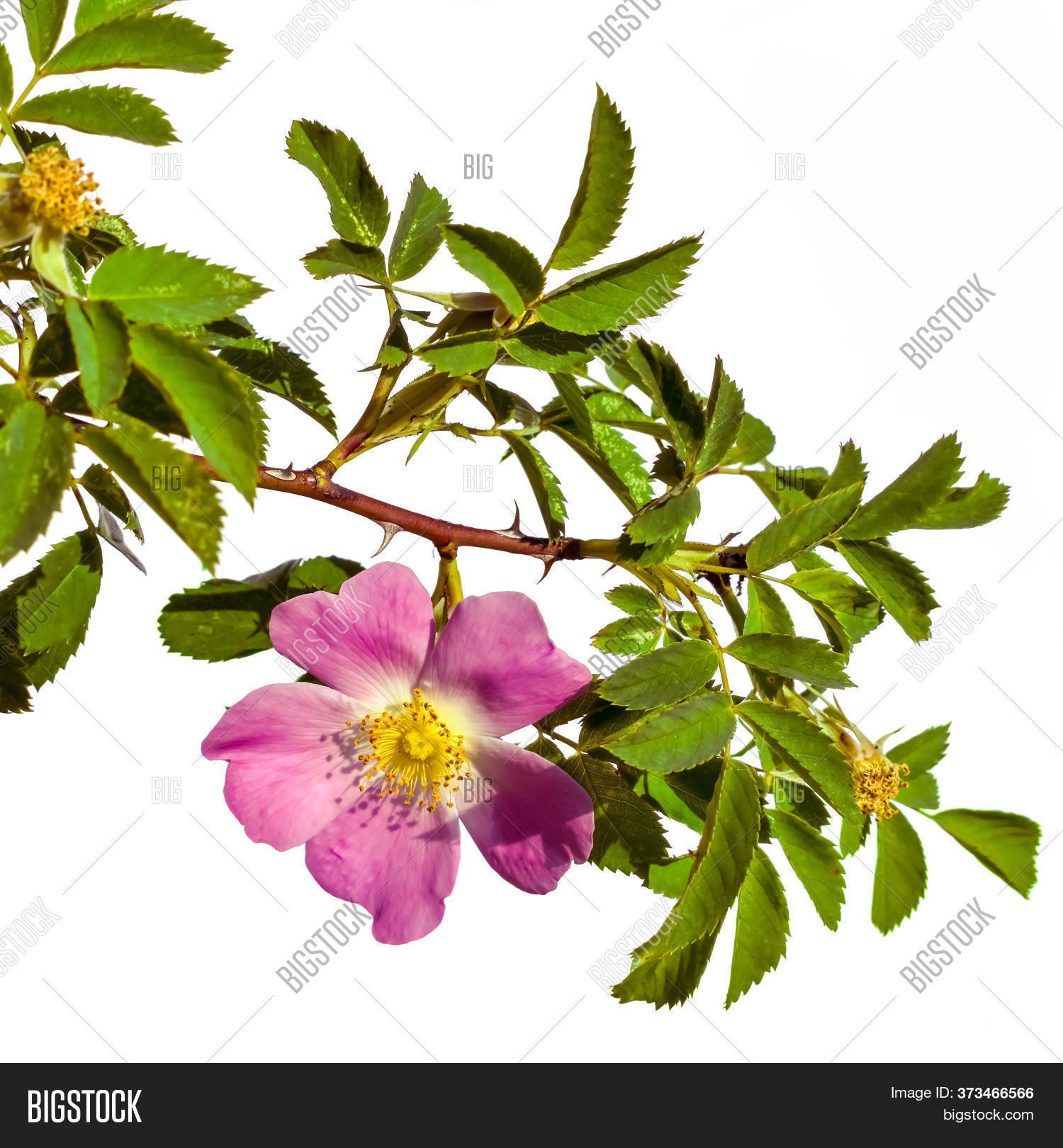 Growing Rosehip Branch Image & Photo (Free Trial) Bigstock