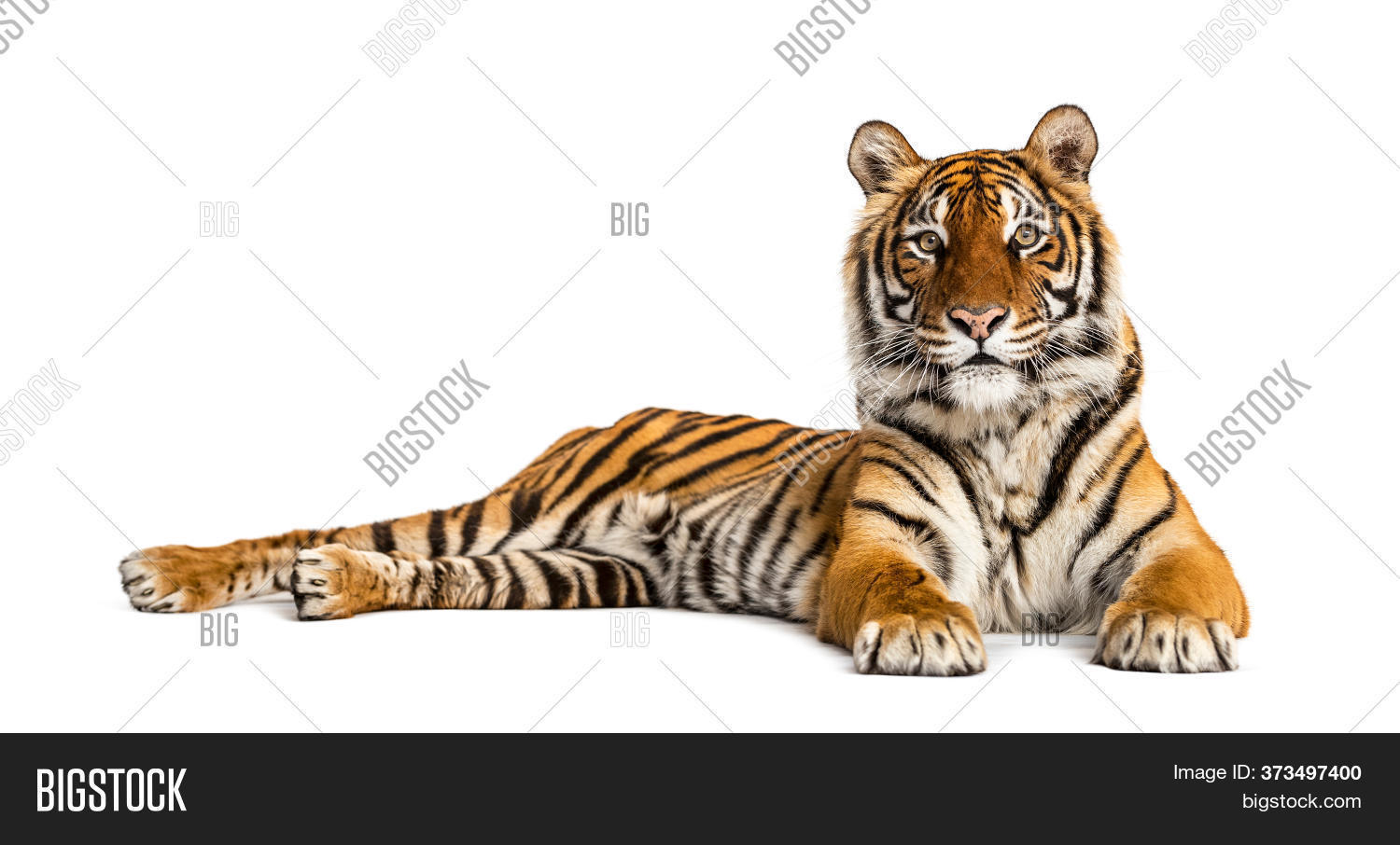 Tiger Lying Down Image & Photo (Free Trial) Bigstock