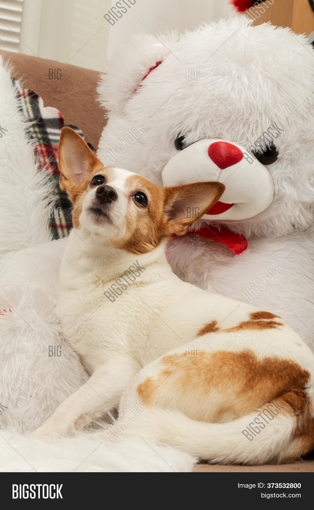 jack russell teddy bear