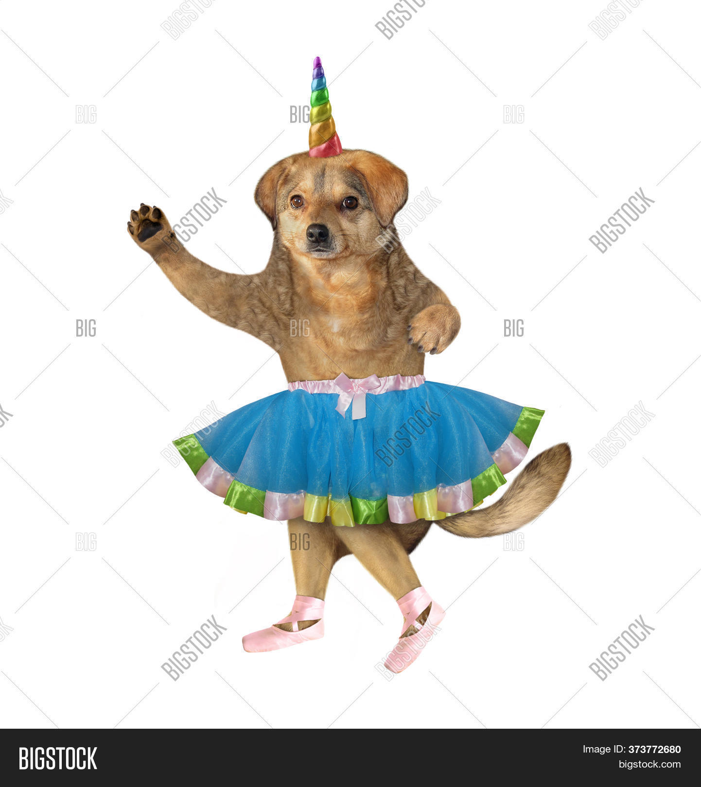 dog ballet slippers