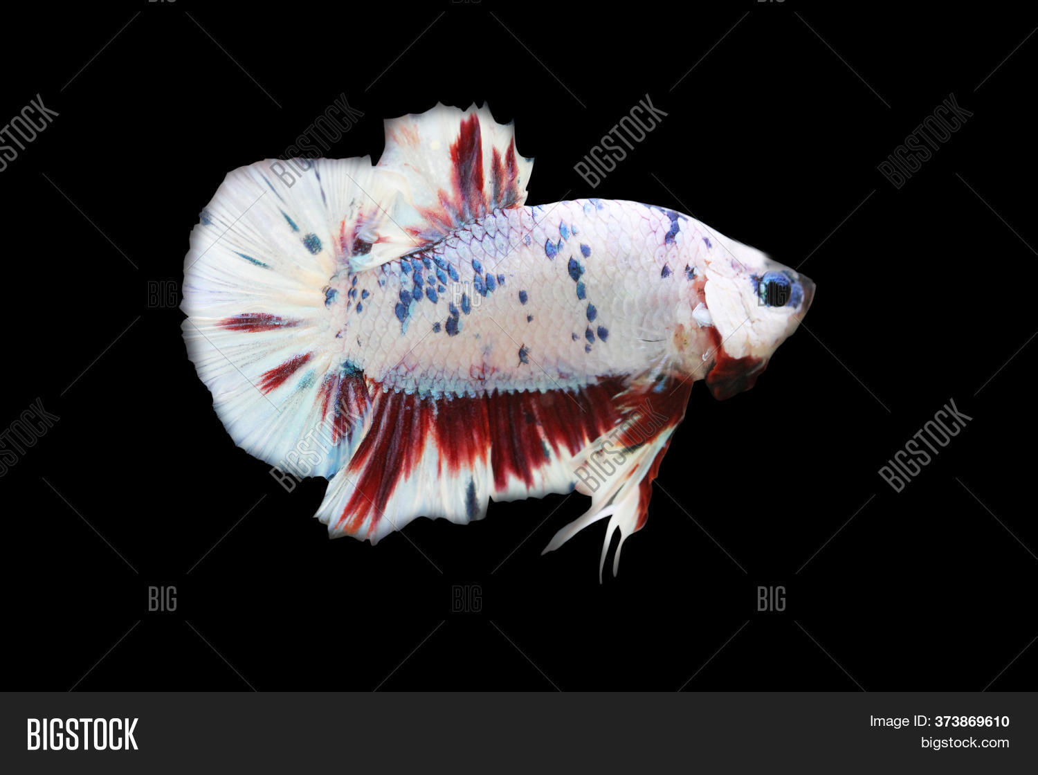 betta candy