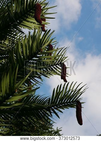 Section Of Wollemi Pine Tree (wollemia Nobilis) With Pine Cones And Blue Sky And White Clouds Behind